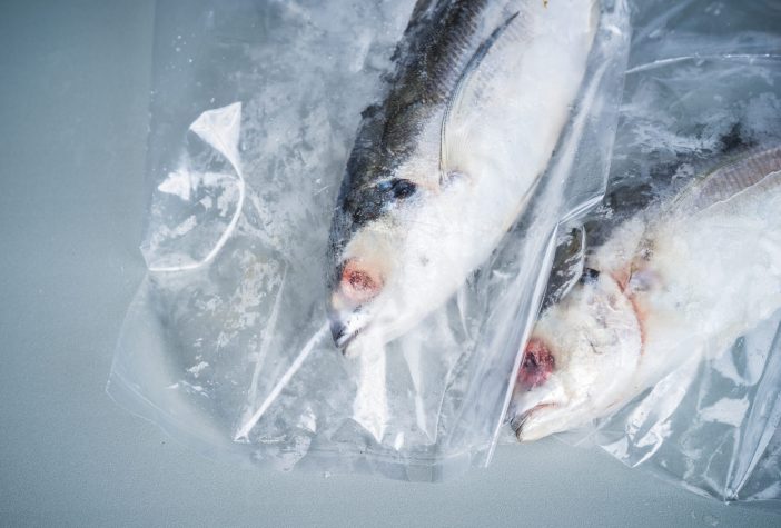 Fish that have been vacuumed sealed and frozen.