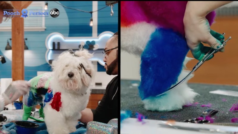 A fluffy white dog is died and trimmed by a pair of dog groomers