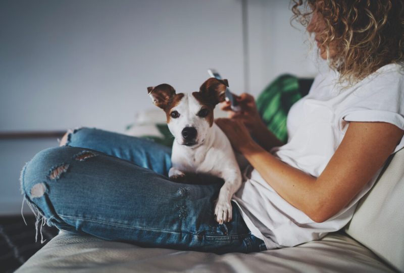 Dog cuddling on owner's lap while she looks at her cell phone.