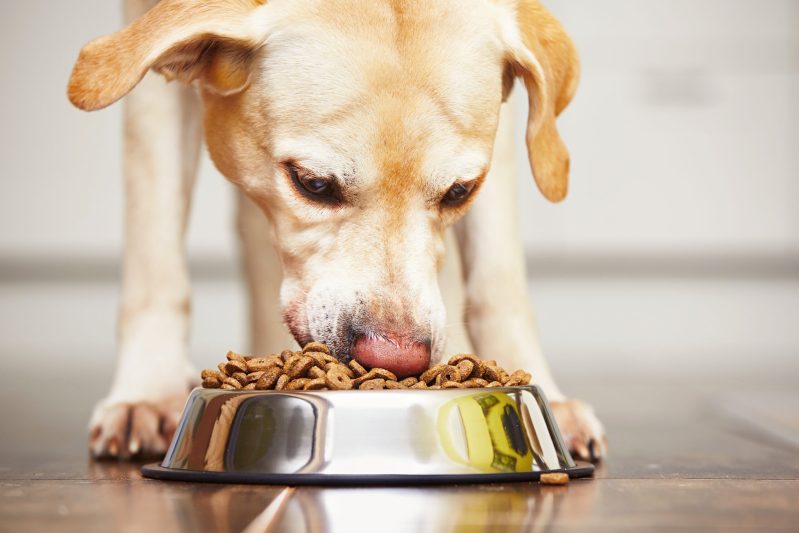 Image of dog eating food