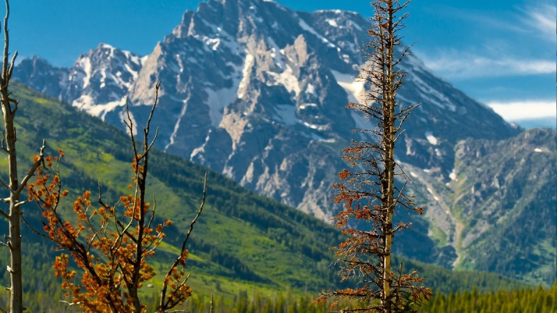A photo of some trees with a mountain in the background taken in Jackson Hole, Wyoming