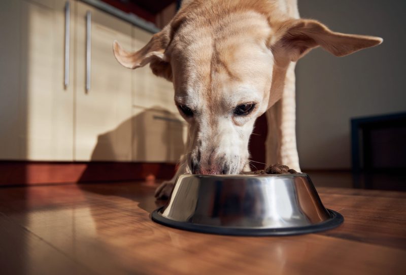 Yellow lab eating from a metal bowl.