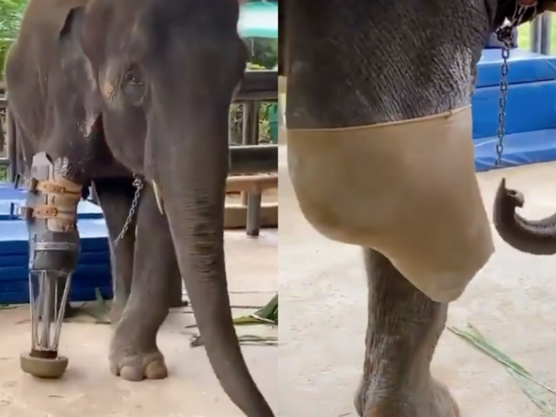 Mosha the elephant getting a prothetic leg.