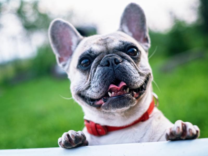 A close-up of a french bulldog's face on a green, blurry background
