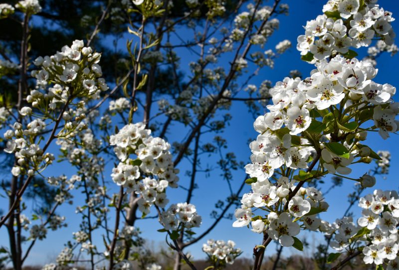 Flowers blooming on a Bradford Pear tree.