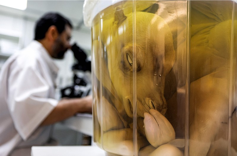 A scientist looks into a microscope in the background with a cloned animal in a test tube in the foreground