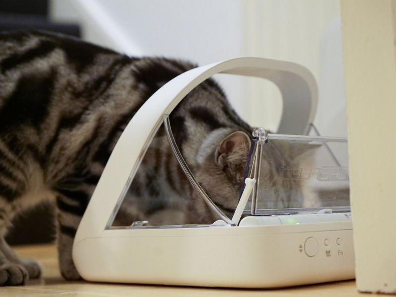 A gray and black cat eating out of a microchip surefeed pet feeder