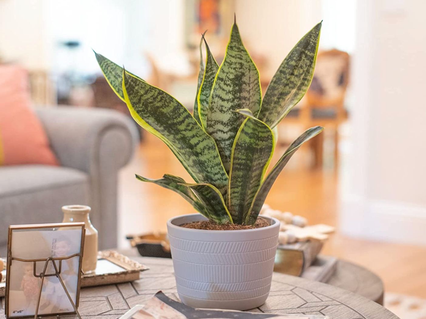 A potted Snake plant on a table