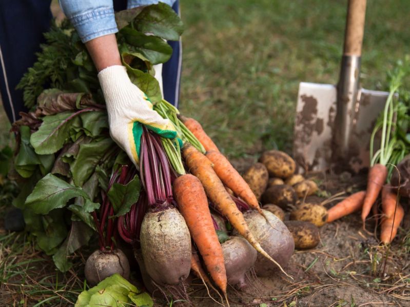 Woman holds cold weather vegetables above ground in garden