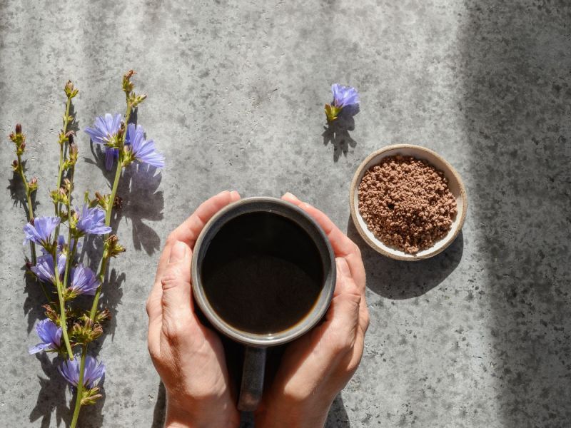 hands around a coffee mug surrounded by chicory root and flowers