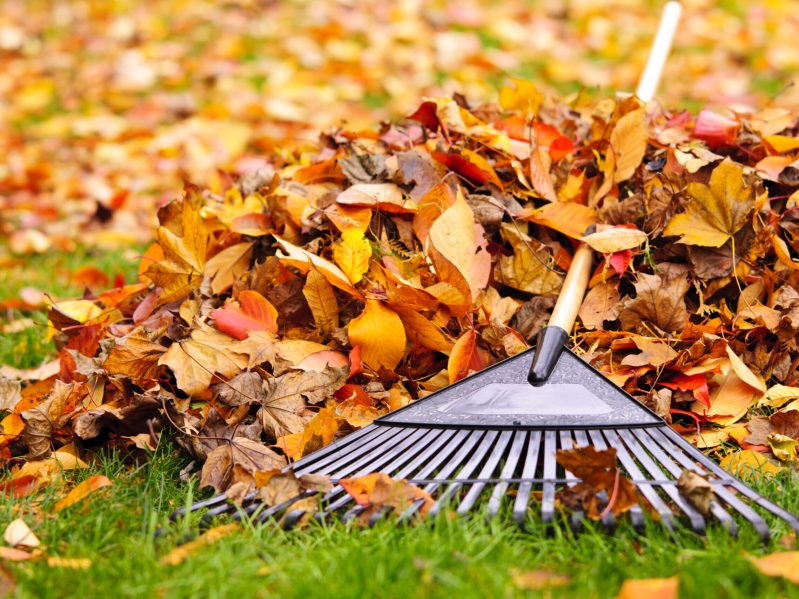 A pile of colorful fall leaves with a rake rested on top