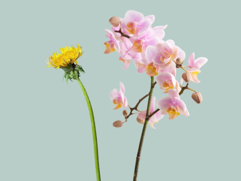 Dandelion and orchid