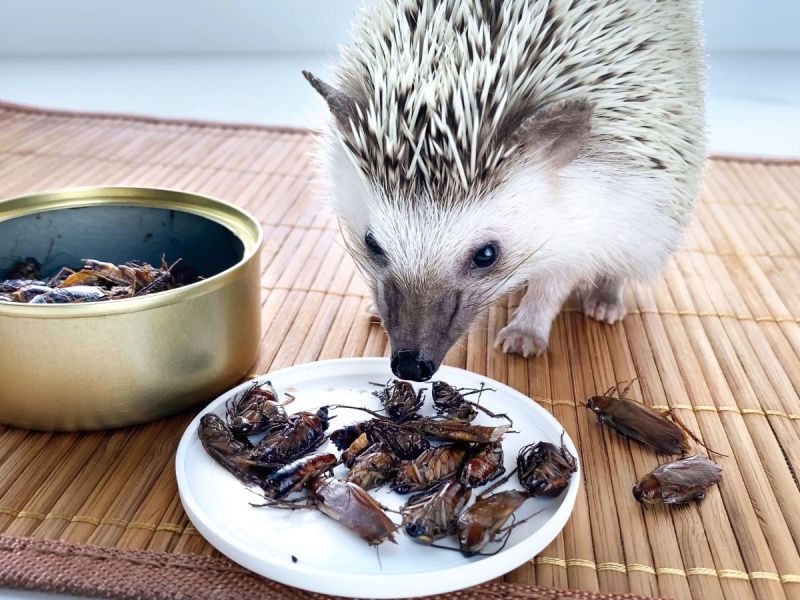 Hedgehog eating cockroaches off plate