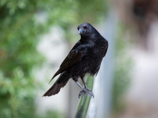 Crow majestically perched on a fence top looking at the camera