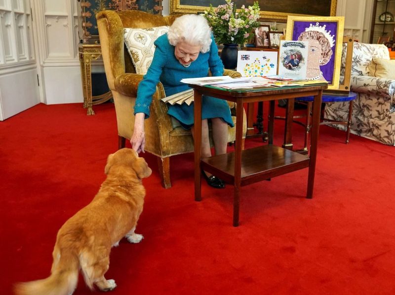Queen Elizabeth leaning over in an armchair to pet a corgi with a wagging tail