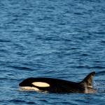2-yacht-passengers-rescued-after-killer-whales-sink-their-boat