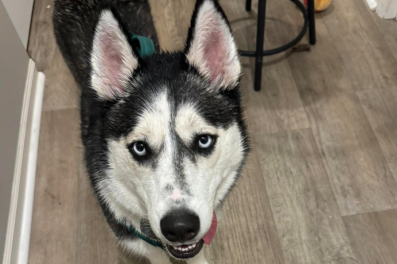 Indiana Dog Rescues Owner From Carbon Monoxide Leak in Home