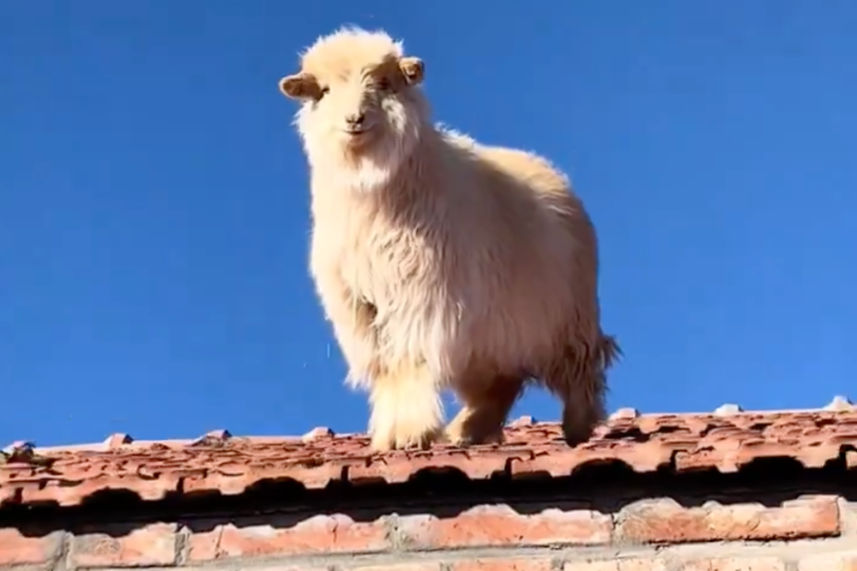 shocked-homeowner-finds-flock-of-sheep-on-her-roof-in-crazy-photos