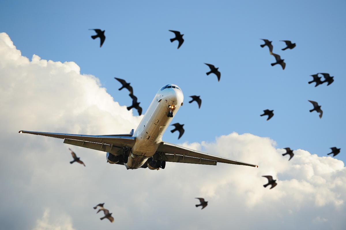 flight-forced-to-make-sudden-landing-after-reported-bird-strike-on-engine