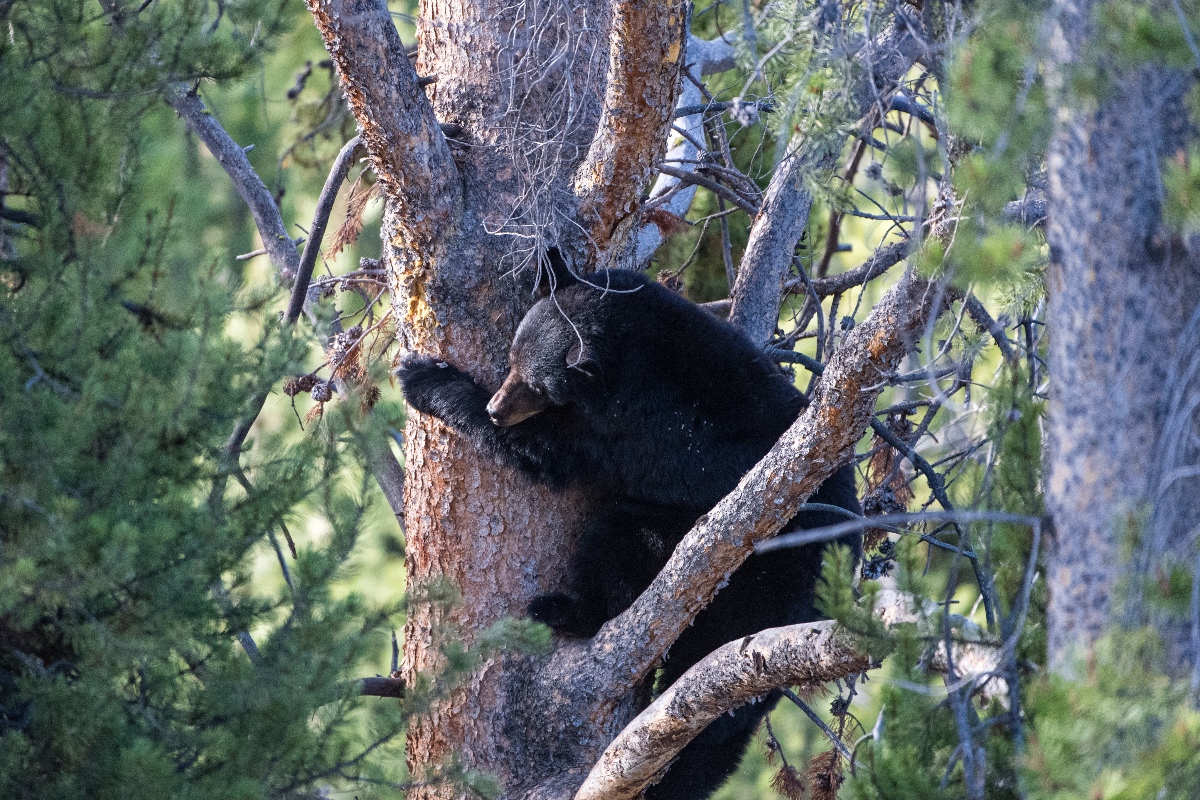 beloved-grandfather-dead-after-bear-shot-in-a-tree-falls-on-him-in-tragic-hunting-accident