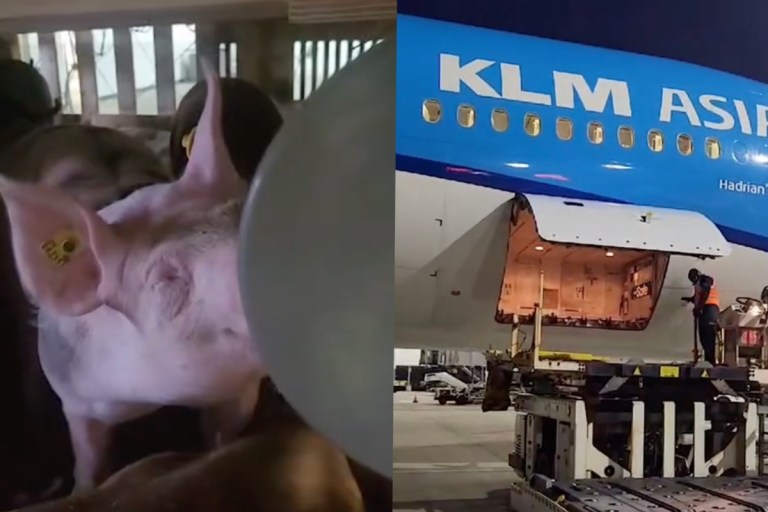 Flight Carrying 100 Pigs Forced to Make Landing Due to Stench