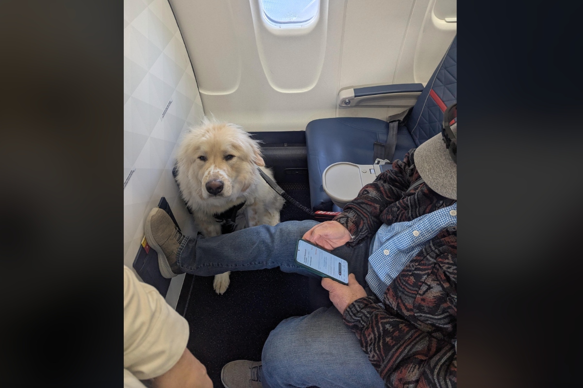 plane-passenger-complains-after-losing-first-class-seat-to-a-dog