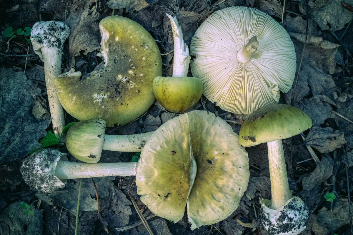 3-people-suffer-organ-failure-after-eating-mushrooms-from-a-food-truck