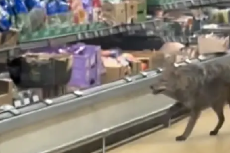 wild-coyote-roams-chicago-supermarket-in-shocking-video