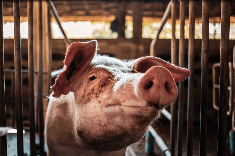 woman-75-mauled-to-death-and-partially-eaten-by-neighbors-pigs