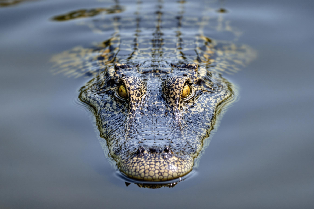 2-children-presumed-dead-after-crocodile-attacks-within-last-2-weeks