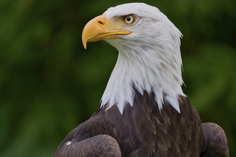 bird-flu-concerns-on-the-rise-as-bald-eagle-dies-from-the-disease
