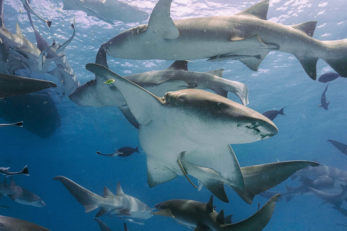 Famous Pop Singer and Beloved Actor Join Shark Week Special