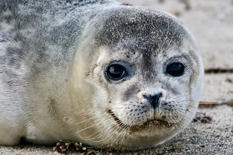 small-seal-discovered-wandering-streets-in-connecticut