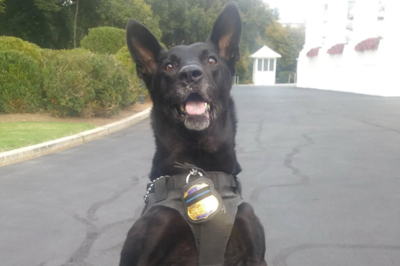 the-most-decorated-secret-service-dog-in-history-has-died