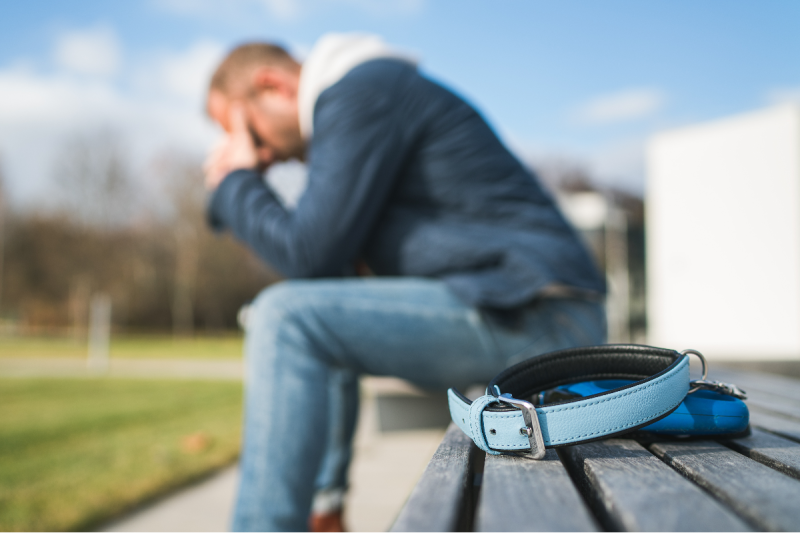 3-pets-19-wild-animals-die-in-apparent-poisonings