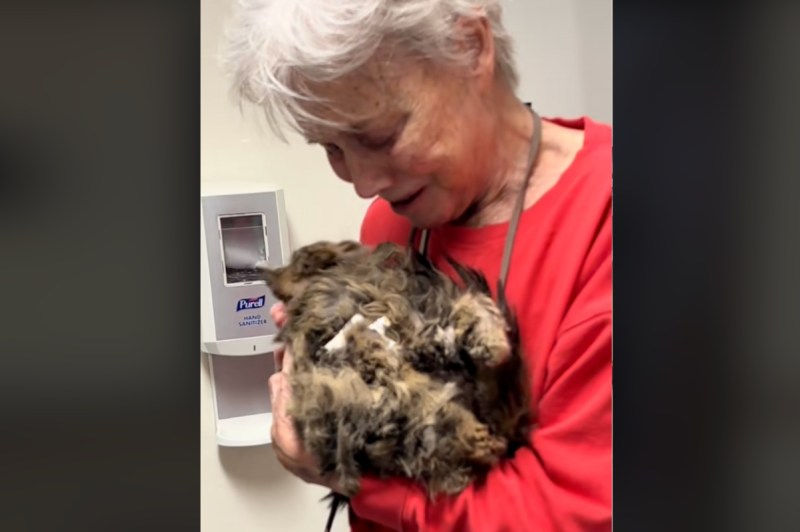 cat-thought-to-have-died-in-la-wildfires-reunites-with-owner-months-later