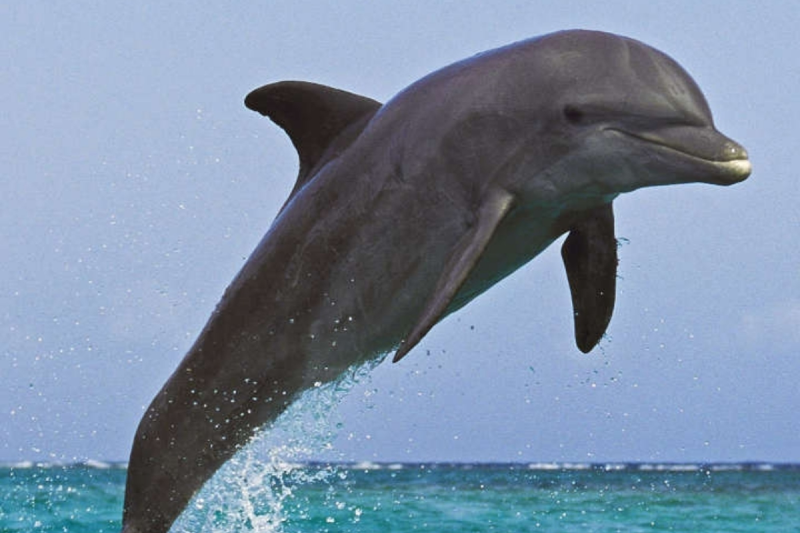 dolphins-severely-injure-tennessee-mom-during-spring-break-swim