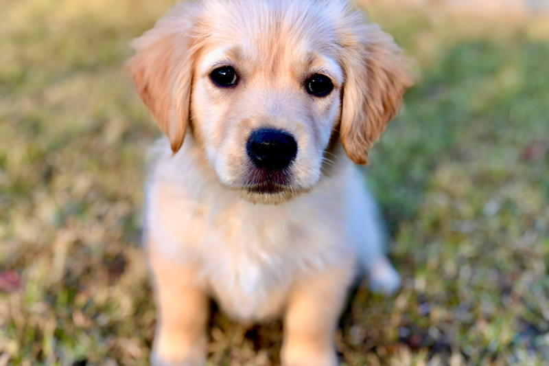 missing-6-month-old-golden-retriever-found-in-coal-pit-inside-the-miraculous-rescue