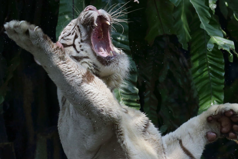 circus-audience-witnesses-tiger-attack-that-leaves-workers-arm-severed