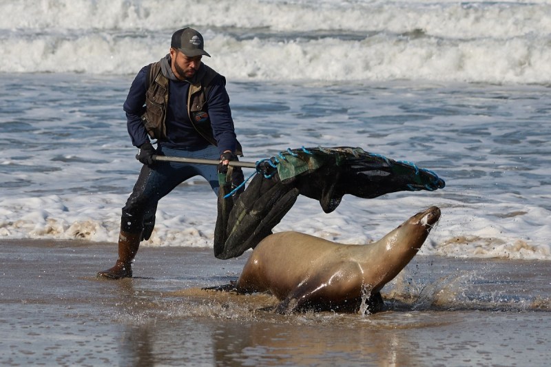 teen-girl-viciously-attacked-by-sea-lion-on-southern-california-beach