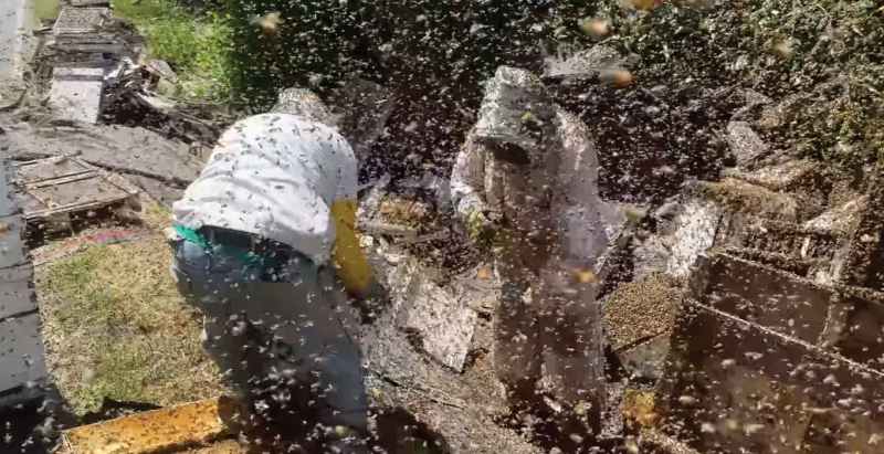 250 Million Bees Washington