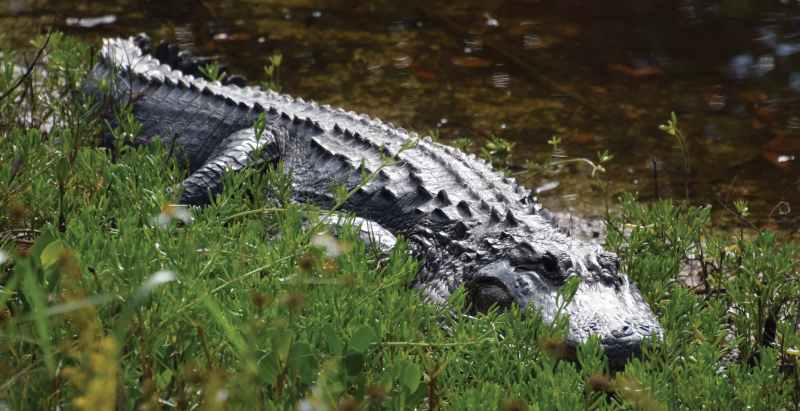 Alligator
