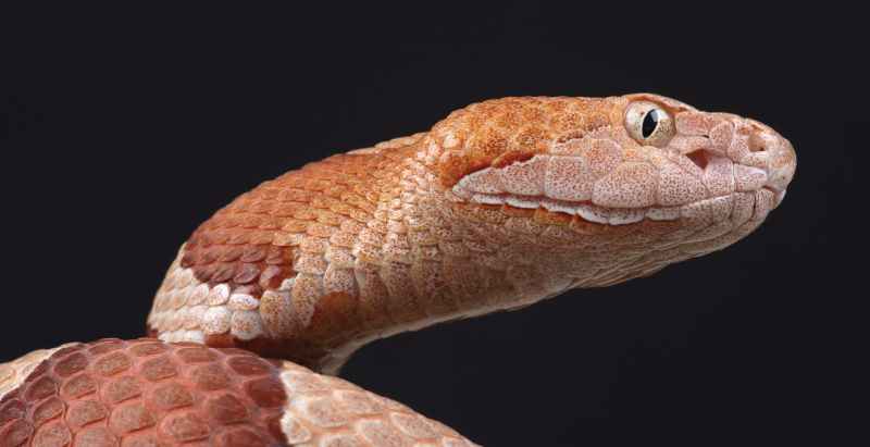 Copperhead Snake