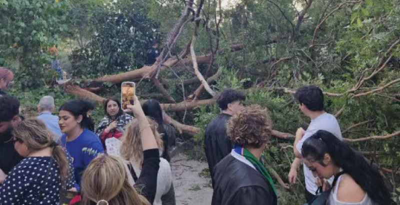 Diablo Valley College Tree Accident