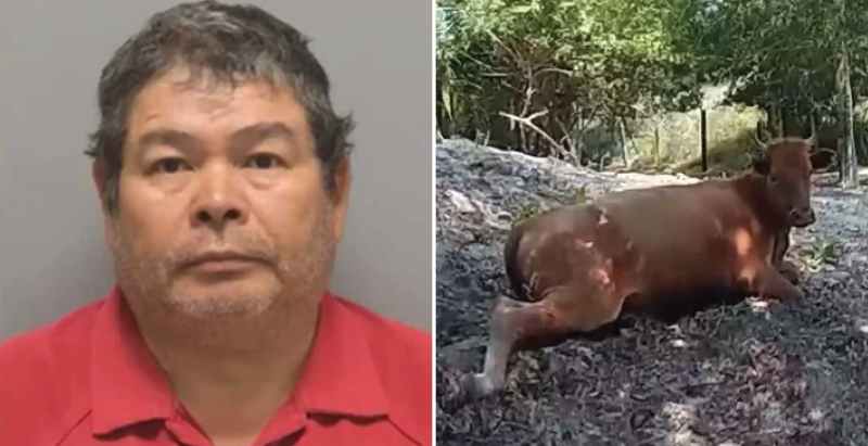 Hung Trinh and Pregnant Cow