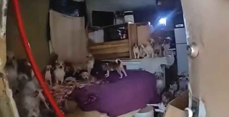 Miguel Salgado-Vargas Dogs