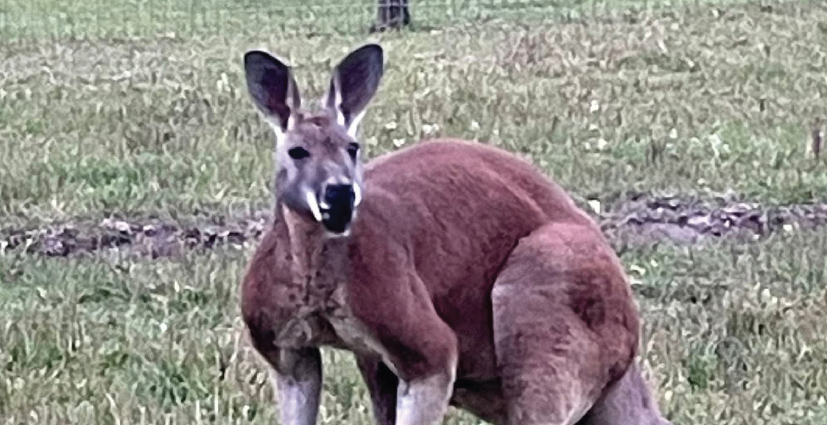 Star Farm Kangaroo