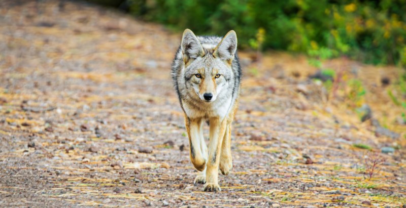 Man Attacked By Coyote Strangles It For 10 Minutes To Save His Life