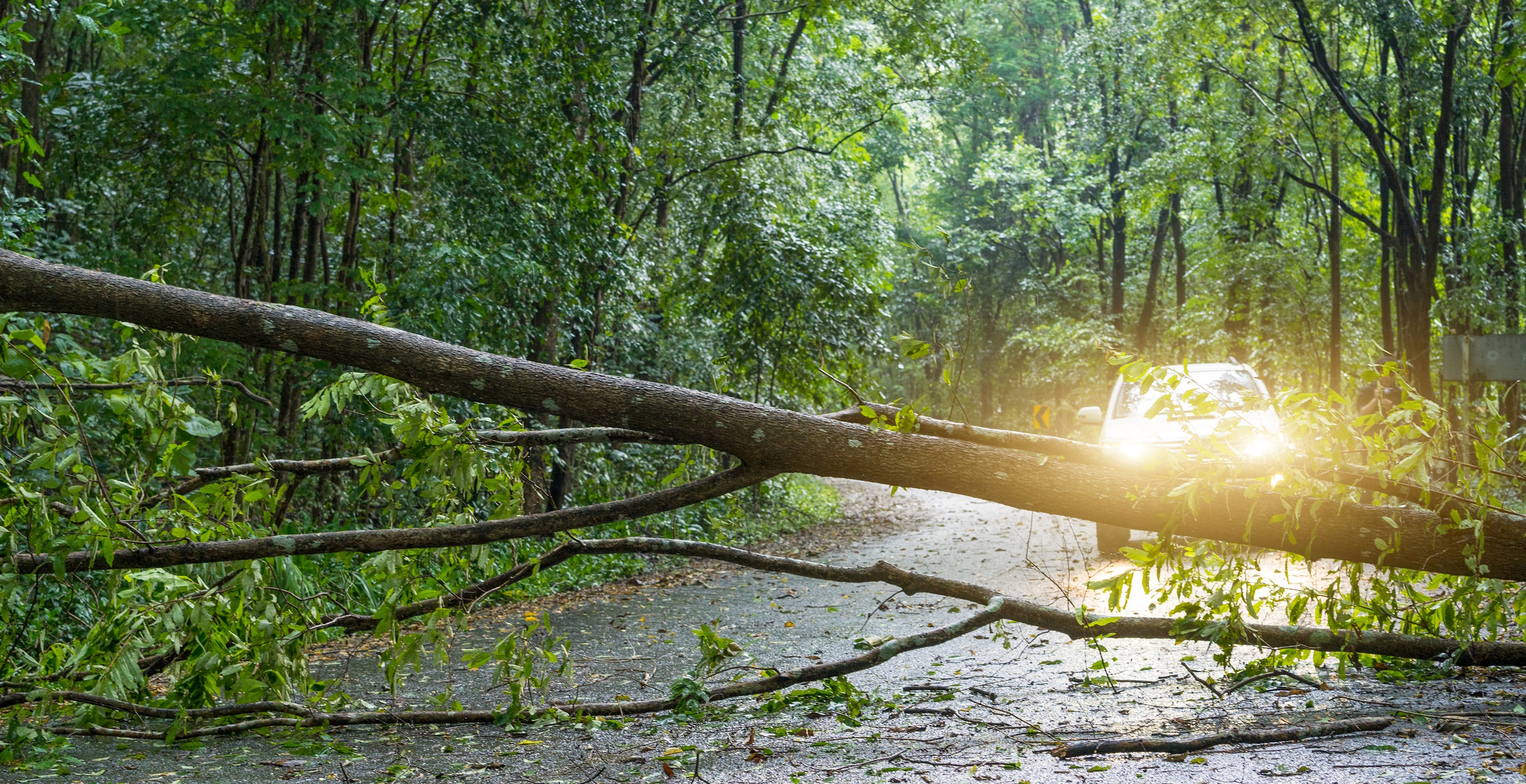 59-Year-Old Woman Dies In Pennsylvania After Tree Falls On Her While Driving
