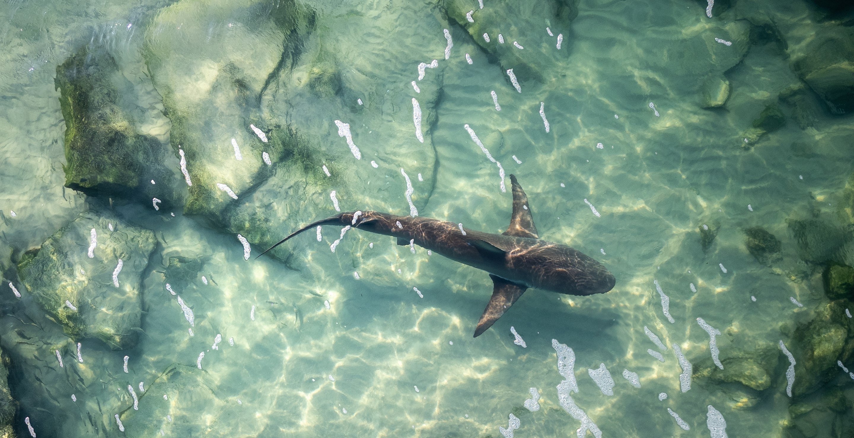 Woman Shocked To Find Left Ring Finger Hanging Off Hand After Shark Attack